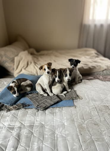 цена хаски в бишкеке: Щенки метисы Нашел коробку с щенками на помойке, каждый из них ищут — 1