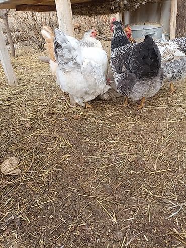 грызуны домашние: Продаю | Куры | Домашняя | Несушки — 2