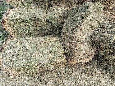 Сено в тюках - Прессованные тюки прямоугольной формы, стандартный