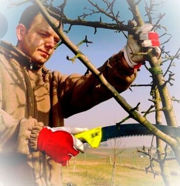 Формирование плодовых деревьев, сада. Обрезка. Сейчас, в зимний