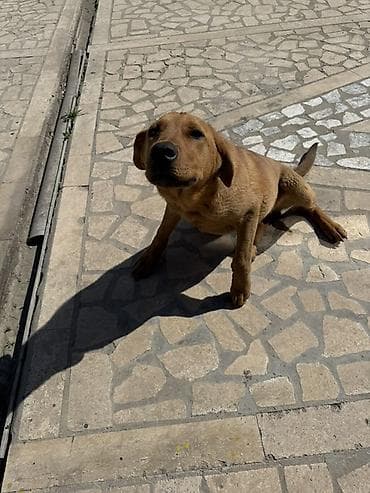 осторожно злая собака: Щенок среднего размера, рыжего окраса. Короткая плотная шерсть — 5