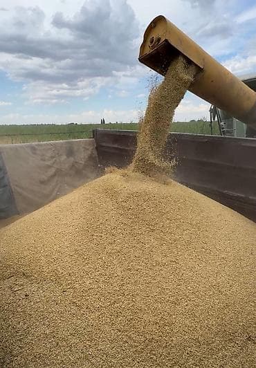 килограмм пшеницы цена: Арпа сатылат, сорт космос, уруктука биринчи репродукция, сугарылган — 6
