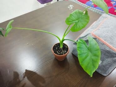 купи слона бишкек инстаграм: Алаказай — 1