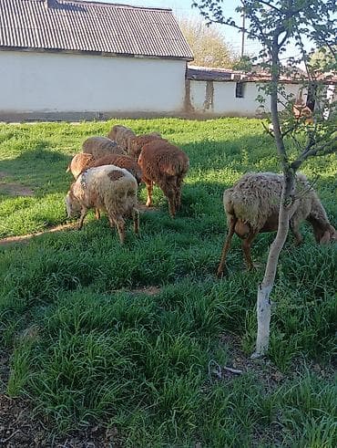 одежда для животных: Продаю | Овца (самка) — 3