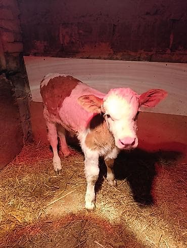 симментал уйлар: Продаю | Тёлка | Для молока — 2