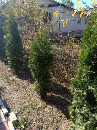 искусственный газон для мини футбольного поля цена бишкек: Туя — 2