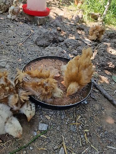 живые рыбы бишкек: Продаю | Цыплята | Кохинхин | Для разведения — 3