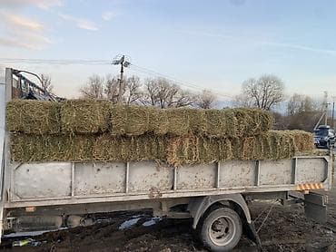 сено с поля: Продаю тюки Сено в тюках - Прессованные прямоугольные тюки — 1