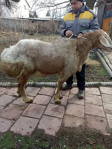 Баран, овца: Продаю | Овца (самка) | Арашан | Для разведения — 6