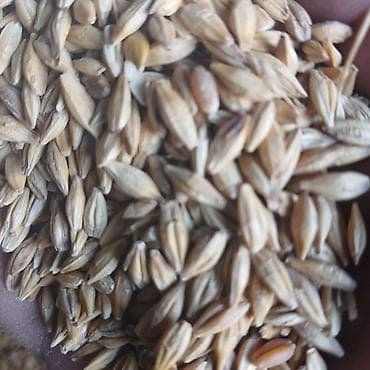 Кукуруза (зерно) продаю обьем есть - Цельные сухие кукурузные зерна — 3