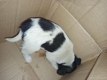 стоимость хаски: Щенок с черно-белым окрасом - Описание: миниатюрный щенок с короткой — 1