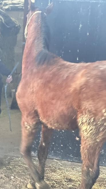 боз бээ: Продаю | Жеребец — 3