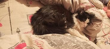 Мышыктар сатылат: Ангор, 1 жаш, Ургаачы — 2