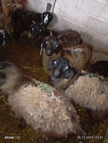 козу сатам: Сатам | Ургаачы кой (ургаачы) | Аргын | Көбөйтүү үчүн | Ургаачы — 2