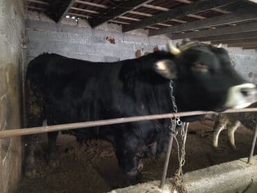 дом животных: Продаю | Бык (самец) | Швицкая | На откорм | Привязанные — 4