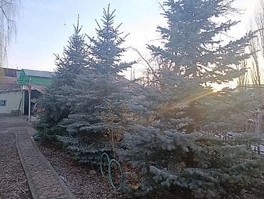 Ель голубая (Picea pungens, «колючая ель») — взрослые ландшафтные