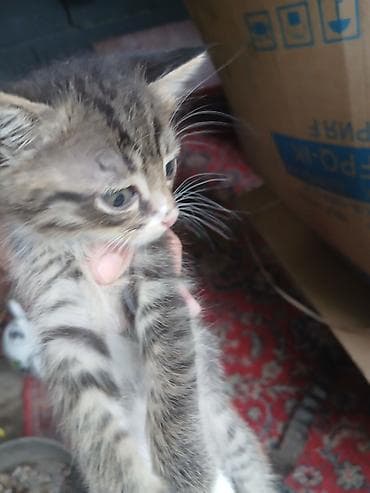 животные купить: Котята, помёт домашних кошек. На выбор несколько окрасов: - Рыжий — 3