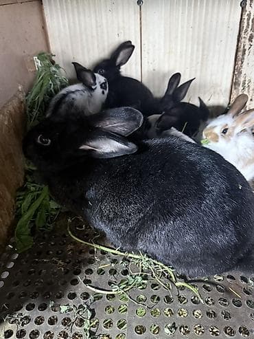 собака роборадор белый маленький: Продаю | Крольчата | Для разведения — 3