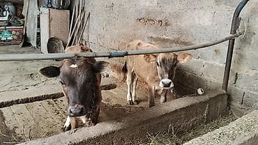 серые кошки фото: Продаю | Корова (самка) | Полукровка | На откорм | Привязанные — 2