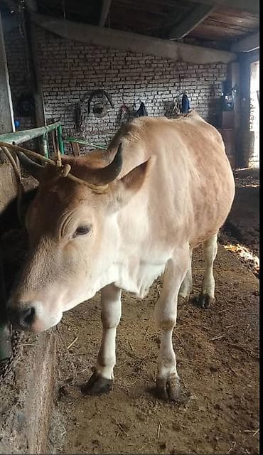 Коровы, быки: Продаю | Корова (самка) | Полукровка | На забой | Привязанные — 2