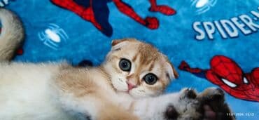 мышык кошка: Скотиш Фолд (Шотландиялык шалпаң кулак), 3 айлык, Эркек, Алтын шиншилла — 4