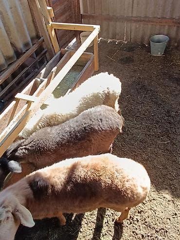 бирка для животных: Продаю | Ягненок | На забой — 9