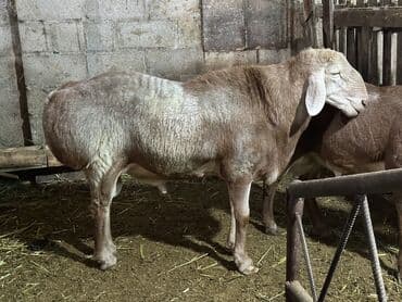 продаю жеребца: Сатам | Кочкор (эркек) | Арашан | Көбөйтүү үчүн | Асыл тукумдуу, Жасалма жол менен боозутуу — 2