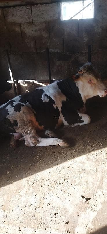 Башка жаныбарлар: Сатам | Бука (эркек) | Голштин | Бордоп семиртүү үчүн | Асыл тукумдуу — 3