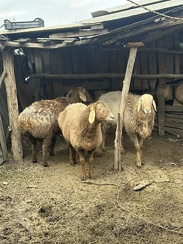 животные бараны: Продаю | Овца (самка) | На забой | Матка — 2