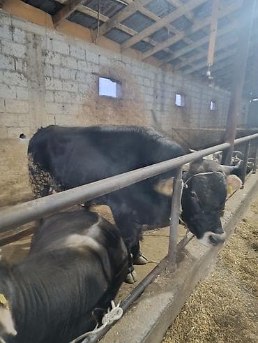 малинуа купить щенка: Продаю | Бык (самец) | На откорм | Привязанные — 4