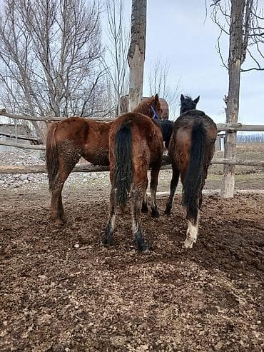 Зоотовары: Продаю | Жеребенок | Полукровка | Рабочий — 4