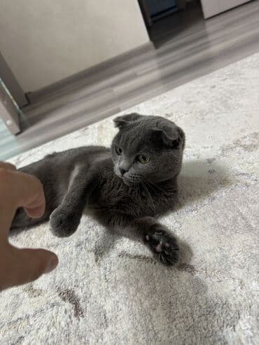 сколько стоит шотландский вислоухий котенок: Кошка даром: Скотиш Фолд (Шотландская вислоухая), 2 года, Девочка, С прививками, Приучена к лотку, Проглистована — 1