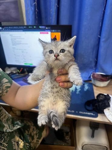 cat sofa: Продаю котят породы Скотиш-Страйт, 1 месяц. Активные котята породы — 1