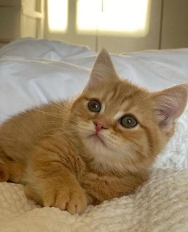 котики в оше: Пропала : Беспородная, Мальчик — 1