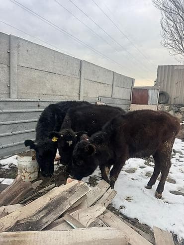 корм животным: Продаю | Музоо, торпок | На откорм | Привязанные — 5