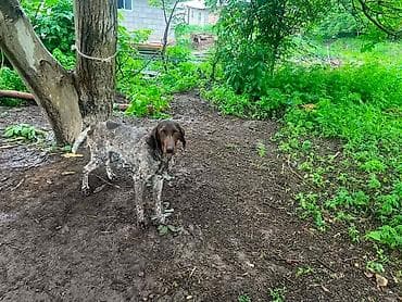 в связи с переездом отдам попугая жако в добрые руки: Немецкая короткошёрстная легавая (курцхаар) - Покладистая — 6