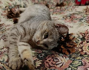 ветеринарная клиника токмок: Отдам кошечку — 2