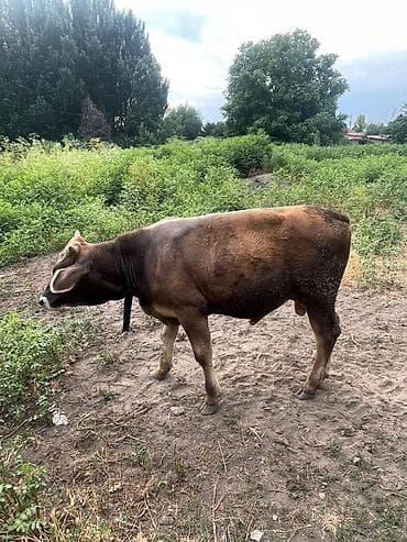 купить бычка: Продаю | Бык (самец) | На откорм | Привязанные — 3