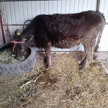 швицкая корова: Продаю | Тёлка | Швицкая | Для разведения | Привязанные — 4