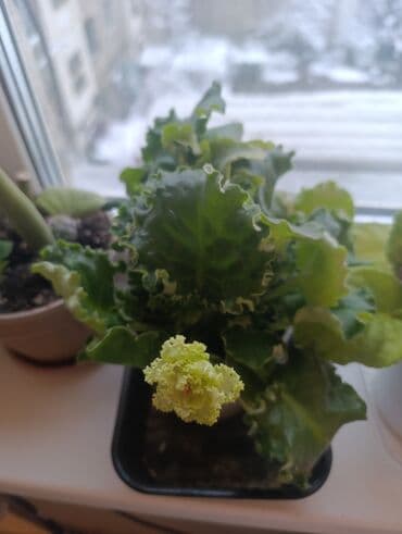 купить почву для комнатных растений: Монстера делициоза (Monstera deliciosa) в горшке - Крупное — 8