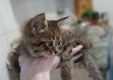 кошка породистые: 2 месяца, Мальчик, Приучена к лотку — 2
