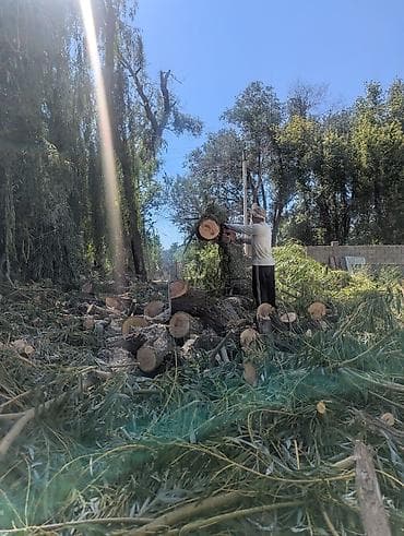 Спил деревьев, заготовка дров: Профессиональная валка и обрезка деревьев. - Спил деревьев любой — 6