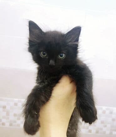 купить котенка сибирской породы: Сибирские котята — 2