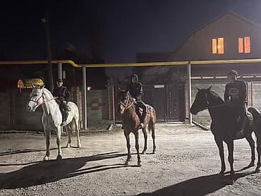 хара: Сатам | Байтал | Аргын | Көбөйтүү үчүн | Асыл тукумдуу, Жасалма жол менен боозутуу — 6