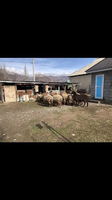 Кошки: Продаю | Овца (самка) | Для разведения — 3