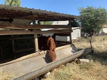 продажа кормов для сельскохозяйственных животных: Продаю | Жеребец | Для разведения — 3