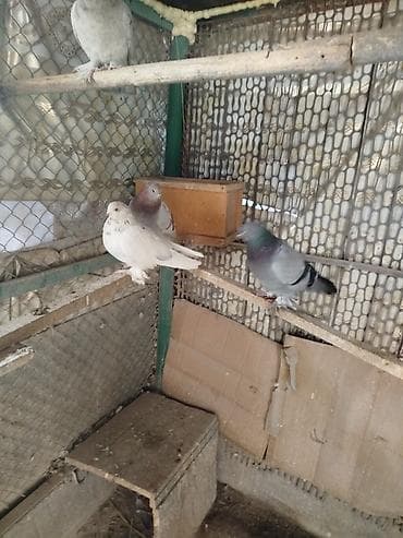 карликовый курица: Голуби декоративные (несколько окрасов и мастей) Описание: - Птицы с — 6