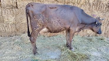 высокодойные коровы: Продаю | Корова (самка) | Для разведения | После отела — 4