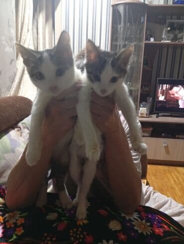 продажа щенков немецкой овчарки в бишкеке с документами: Два котёнка с короткой шерстью, окраска белая с серыми пятнами. Оба — 1