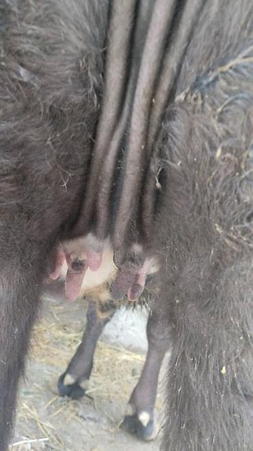 С/х животные и товары: Продаю | Тёлка | Алатауская | Для разведения | Осеменитель — 2